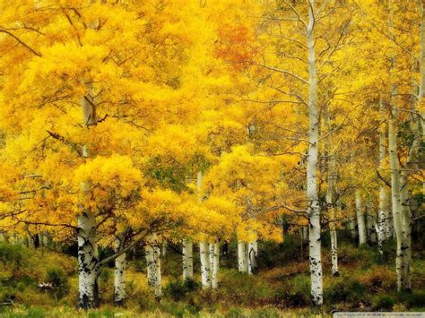 Vibrant Yellow Birch Trees Rpics