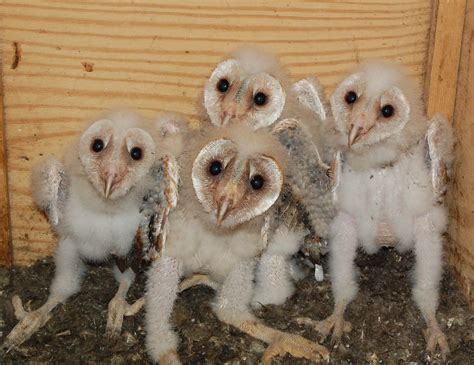 2014 Barn Owl Nesting