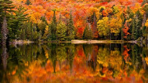 2023 Fall Foliage Color Map When Do Fall Leaves Change In Your Area