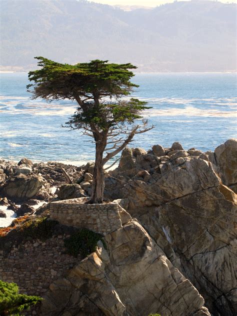 The Lone Cypress On 17 Mile Drive Pebble Beach California Between