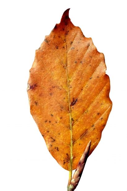 Leaf Of Beech Tree Free Stock Photo Public Domain Pictures