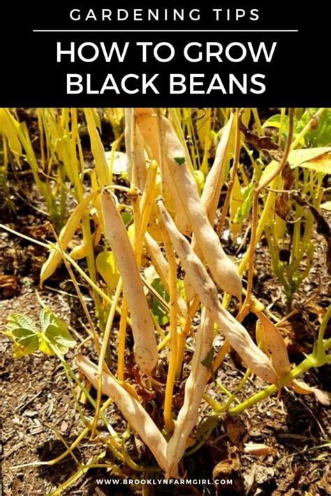 How To Grow Black Beans Brooklyn Farm Girl