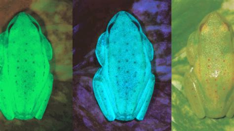 Meet The Fluorescent Tree Frogs Of South America Mashable