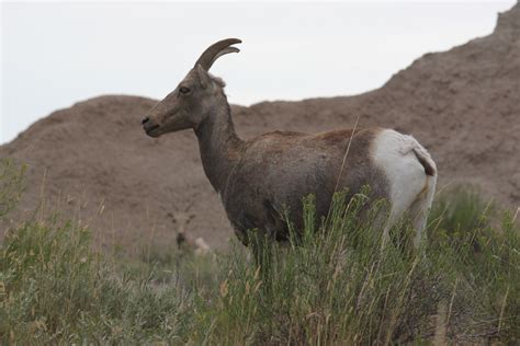 Wildlife In Badlands National Park You Never Know What Youll Get