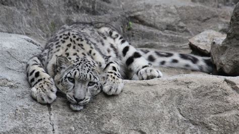 Desktop Wallpaper Snow Leopard Relaxed Wild Cat Predator Hd Image