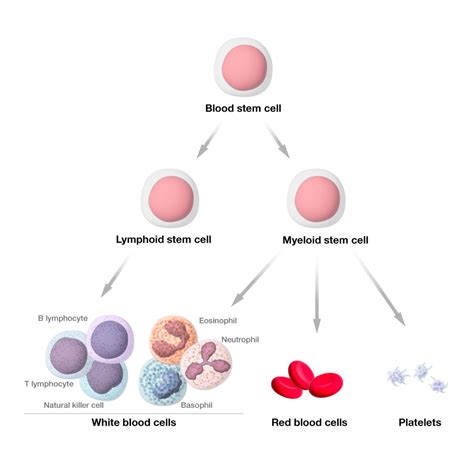 Understanding The Blood Cell