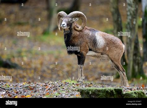 Corsican Mouflon Undergrowth Animal Park St Croix Stock Photo Alamy