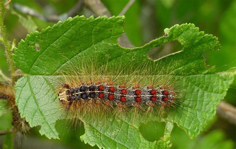 Gypsy Moth Infestation Has Yet To Disappear In New England