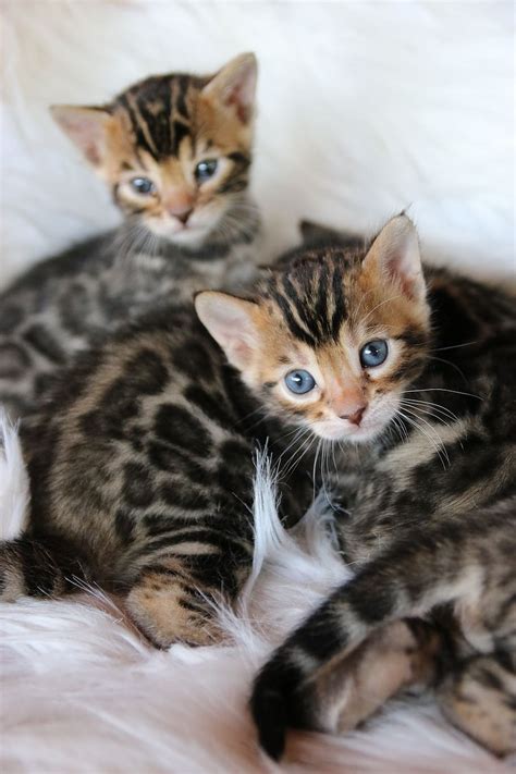 Bengal Kitten Bengal Kitten Cat Kitty Pet Feline Cute Domestic