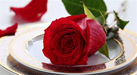 Emotions Flowers For Life Love Red Romance Rose