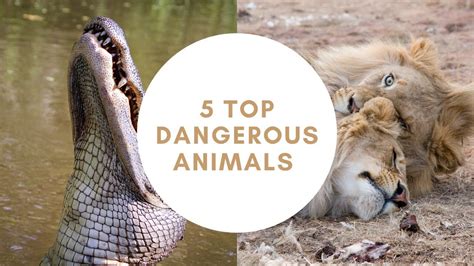 5 Top Dangerous Animals Youtube