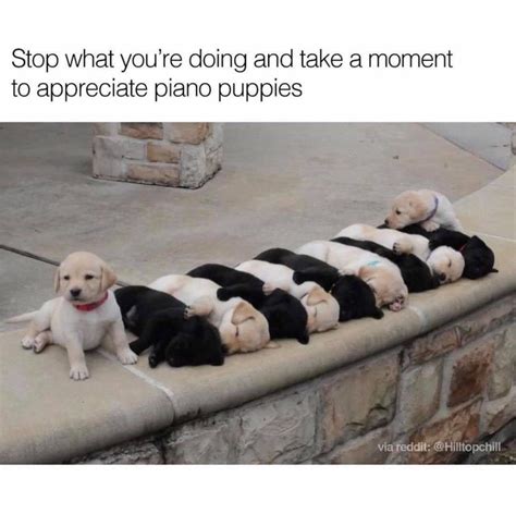 18 Animal Memes That Are Guaranteed To Make You Giggle Animals Cute