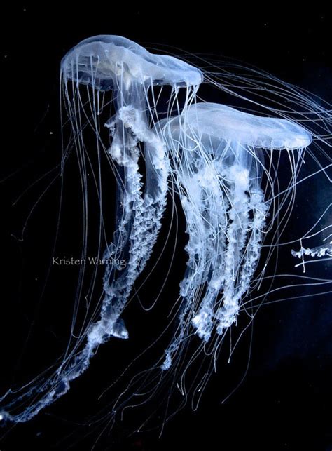 Two Jellyfish Floating Through The Water As Their Tentacles Do A