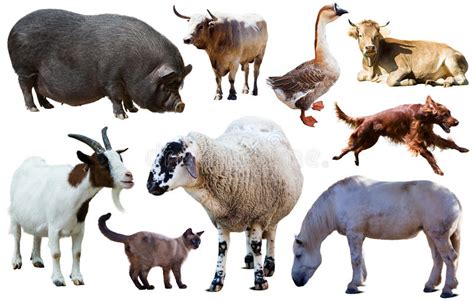 Domestic Animals Collection Stock Photo Image Of