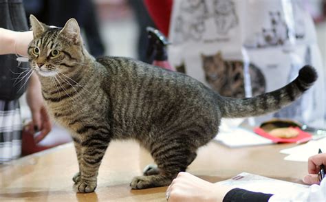 The european shorthair is widely considered to be the first house cat, as it is the direct descendant of the first wild cats to be domesticated thousands of years ago. File:European-cat show Helsinki 2008.JPG - Wikimedia Commons