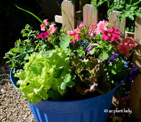 Container Gardening Book Review Getting Potted In The Desert