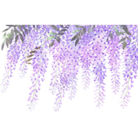 Download High Quality Flower Clipart Wisteria Transparent Png Images