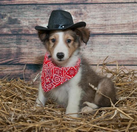 Cute Little Cowboy Puppy Stock Image Image Of Adorable 34934025