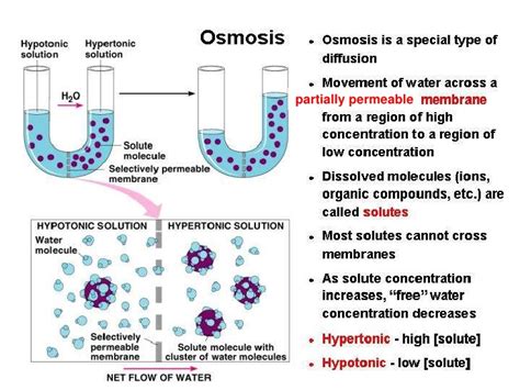 What can osmosis be described as? Chapter 3 Movement of Substances Lesson 3 - Active transport and the
