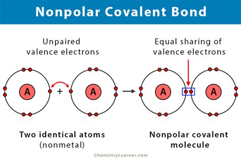 Which Of The Following Molecules Contains A Nonpolar Covalent Bond
