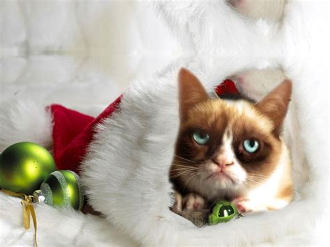 Grumpy Cat Christmas Picture Grumpy Christmas Cat Wallpaper Download