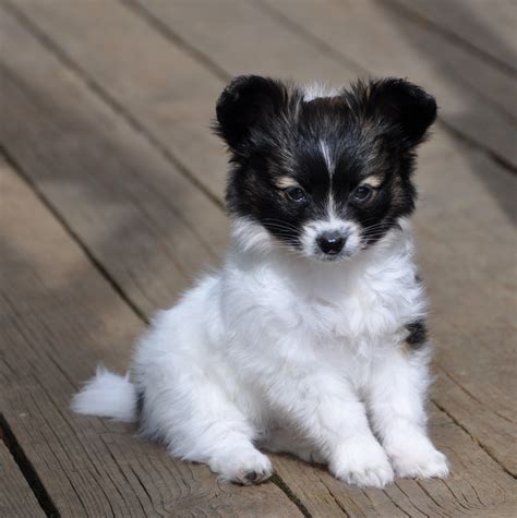 Examples of papillon in a sentence. Road's End Papillons : Available Papillon Puppy