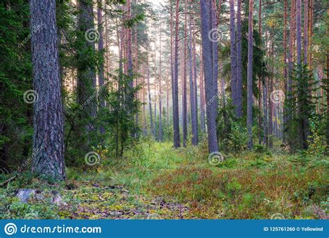 Landscape Of Pine Forest On A Gloomy Morning In Misty Forests Of