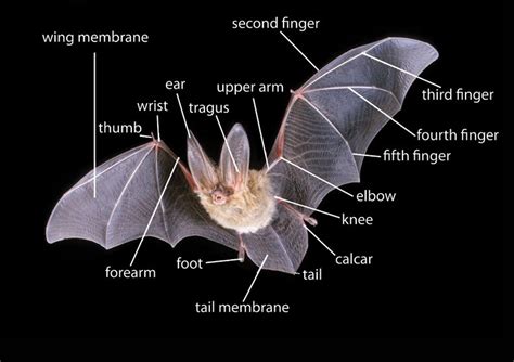 Pin By Michael Harvey On Critters Bat Anatomy Bat Facts Bat Species