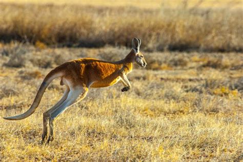 Australian Kangaroo Natural Scenery