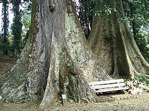 Fkkbknews Com Misteri Pohon Jodoh Di Kebun Raya Bogor