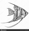 Angelfish Ilustración Dibujo Grabado Tinta Arte Línea Vector vector ...