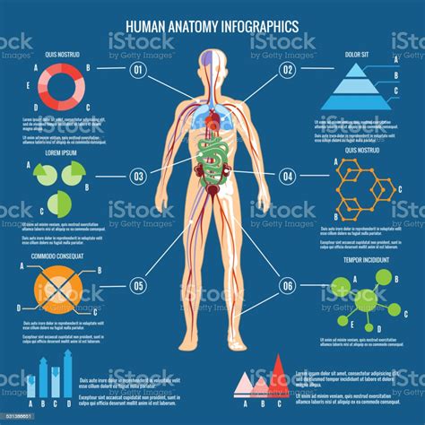Corps Humain Anatomie Infographie Design Vecteurs Libres De Droits Et