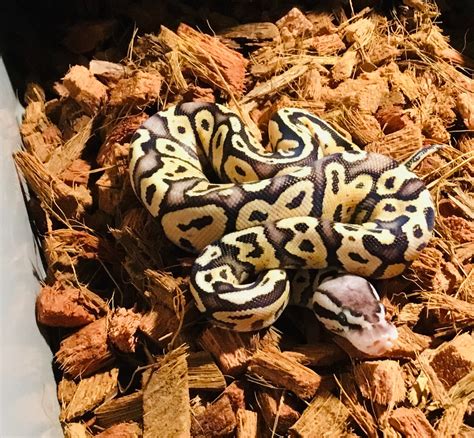 Mojave Leopard Vanilla Ball Python By Snake Morphology Morphmarket