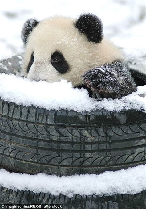 Cute Pandas Playing In The Snow Is Everything You Need Right Now