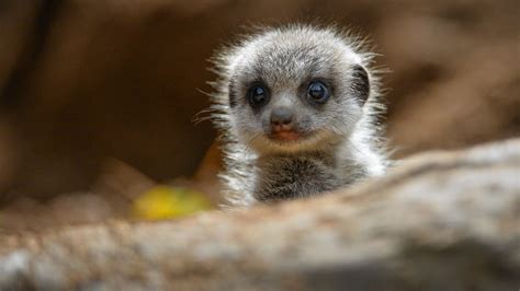 In Pictures Meerkats Super Cute Baby Meerkats Press