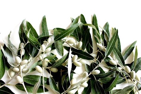 Hd Wallpaper Close Up Photography Green Leaf Plant Olive Leaf Olives