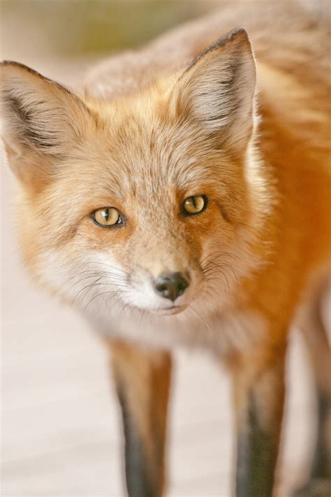 Artistic Realistic Nature 💙 Red Fox 001 On 500px By Stephen Swofford