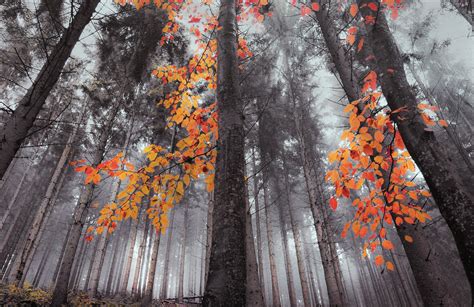 Fall Forest Nature Landscape Trees Mist Orange