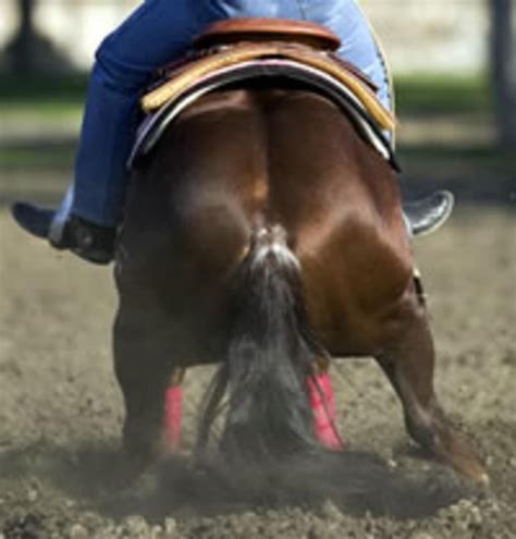 Learn Which Of Your Horses Legs Is Lame Horses Reining Horses