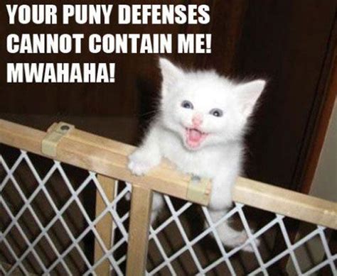 Lol Cat Funny