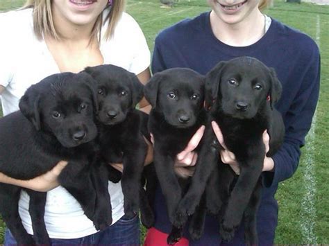 We are a silver labrador breeder specializing in silver lab puppies, charcoal lab puppies, check out our website for. Beautiful , Golden retriever lab mix puppies for Sale in Boring, Oregon Classified ...