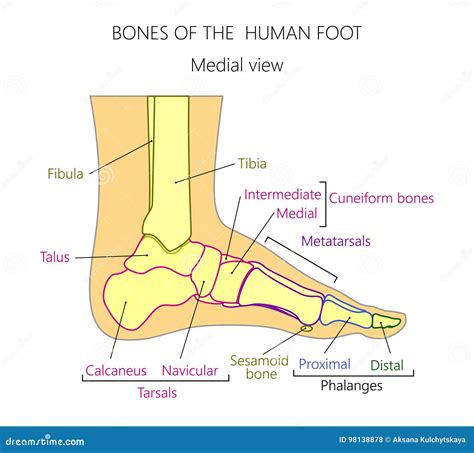 Calcaneus Fracture Anatomy With Broken Heel Bone Structure Outline
