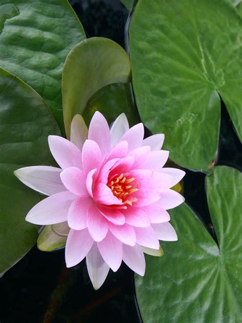 Check spelling or type a new query. Lotus flower ~ Stunning nature