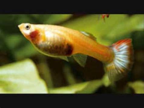 How to tell if a female guppy is pregnant. How To Tell If Your Guppy Is Pregnant - YouTube