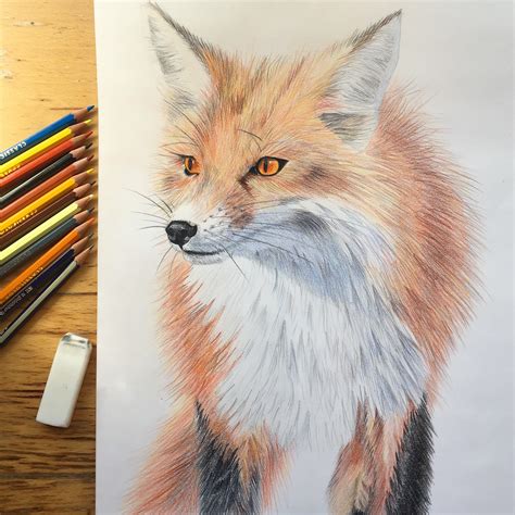 Red Fox In Coloured Pencil A3 Drawing