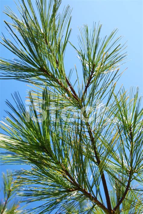 Pine Branches Stock Photo Royalty Free Freeimages
