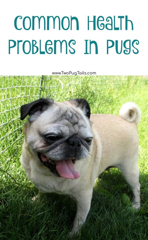Common Pug Health Problems Two Pug Tails