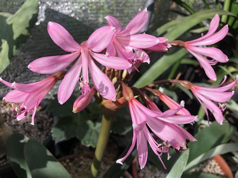 Brunsvigia Radulosa Telos Rare Bulbs