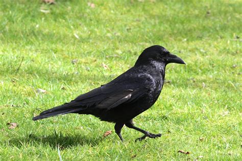 Trogtrogblog Bird Of The Week Carrion Crow