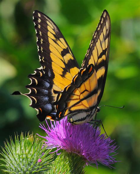 Female Eastern Tiger Swallowtail Yellow Form Papilio Gla Dan